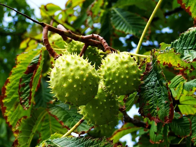 Die gewöhnliche Kastanie – meist von der Rosskastanie – ist die, die wir im Herbst auf Straßen und in Parks sammeln. | Foto: pixabay