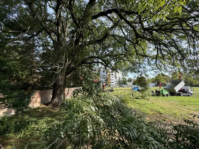 Auf dem Gelände, wo die Esche steht, soll ein Wohnbau entstehen. | Foto: z.V.g.