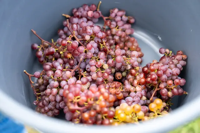 Foto: Valentina Marinelic/MeinBezirk