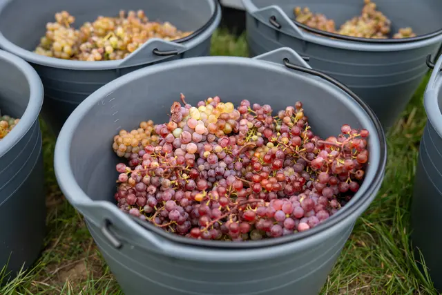 Foto: Valentina Marinelic/MeinBezirk