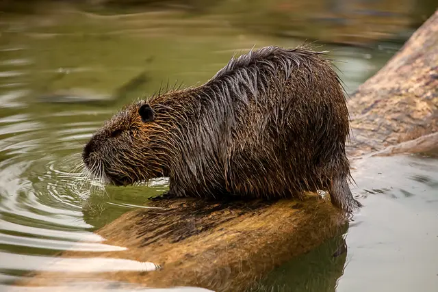Der WWF kritisiert Biber-Abschüsse stark. (Symbolfoto) | Foto: stock.adobe.com/at/Photocreatief
