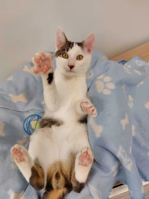 Viele Kätzchen und Katzen warten in der Pfotenhilfe auf ein neues Zuhause. | Foto: Pfotenhilfe