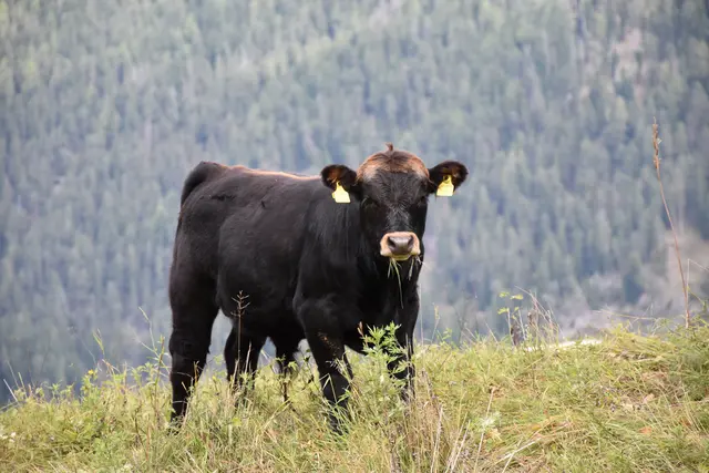 Foto: MeinBezirk/Carmen Rienzner