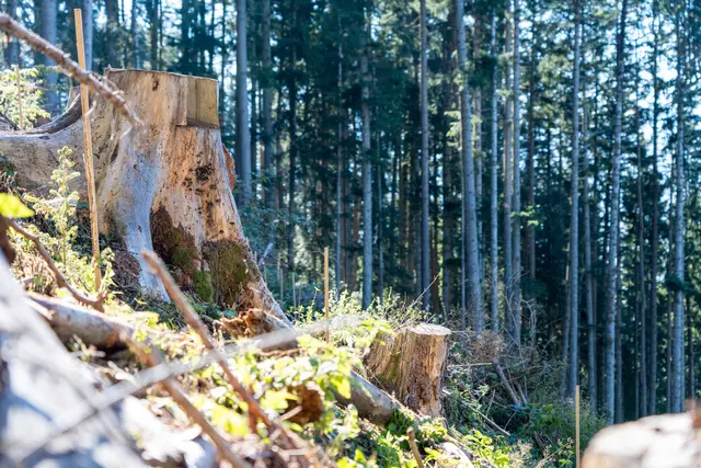 Über 70 Prozent der Wälder im Land sind Schutzwald.
 | Foto: Hörmann