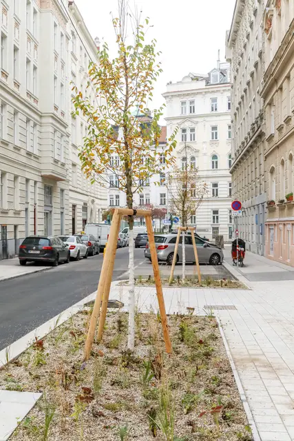 Die Baumscheiben sollen vergrößert werden.  | Foto: Christian Fürthner/PID