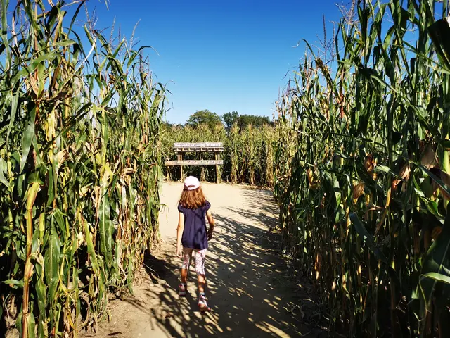 Mais ist die bestimmende Nutzpflanze in der Südoststeiermark. | Foto: Ulrike Plank