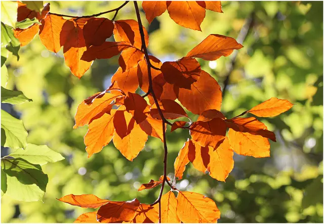 Der Freitag bringt in ganz Österreich strahlenden Sonnenschein bei angenehmen Temperaturen. | Foto: Gertrude Müller
