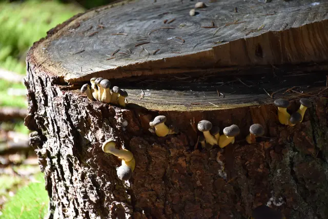 Foto: MeinBezirk/Carmen Rienzner