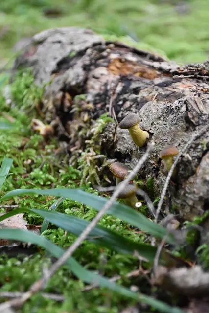 Foto: MeinBezirk/Carmen Rienzner