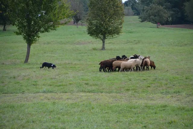Beim „Stoober Trial 2025“ mussten die Hütehunde Schafe über weite Distanzen heranholen und präzise durch Tore treiben. | Foto: Rosenberger Victoria