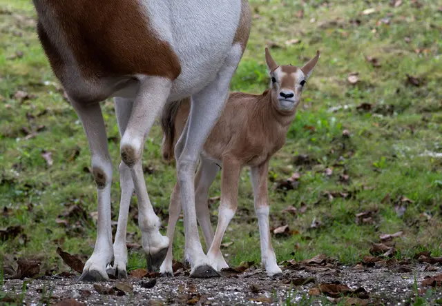 Eines der beiden neu geborenen Säbelantilopen-Babys erkundet mit seiner Mutter seinen Lebensraum im Zoo Schmiding in Krenglbach. | Foto: Zoo Schmiding/Sterns