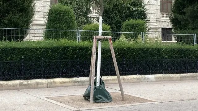 In der Babenbergerstraße werden die Bäume auf die hohen Temperaturen der künftigen Sommer vorbereitet. | Foto: BV1