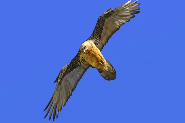 Bartgeier gehören zu den imposantesten Bewohnern des Hochgebirges. | Foto: NPHT/Markus Leitner