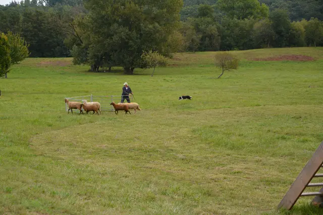 Die Separation einzelner Tiere aus der Herde verlangte höchste Präzision und klare Kommunikation zwischen Hund und Hundeführer. | Foto: Rosenberger Victoria