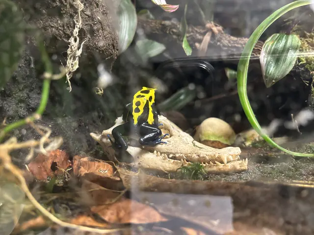 Ein enorm großer Pfeilgiftfrosch ist ebenfalls in Bergheim bei Salzburg zu bewundern. | Foto: Emanuel Hasenauer