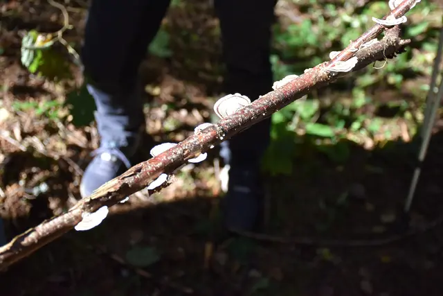 Foto: MeinBezirk/Carmen Rienzner