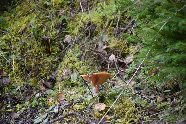 Foto: MeinBezirk/Carmen Rienzner