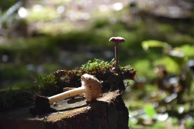 Foto: MeinBezirk/Carmen Rienzner