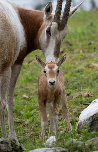 Eines der beiden neu geborenen Säbelantilopen-Babys erkundet mit seiner Mutter seinen Lebensraum im Zoo Schmiding in Krenglbach. | Foto: Zoo Schmiding /Sterns