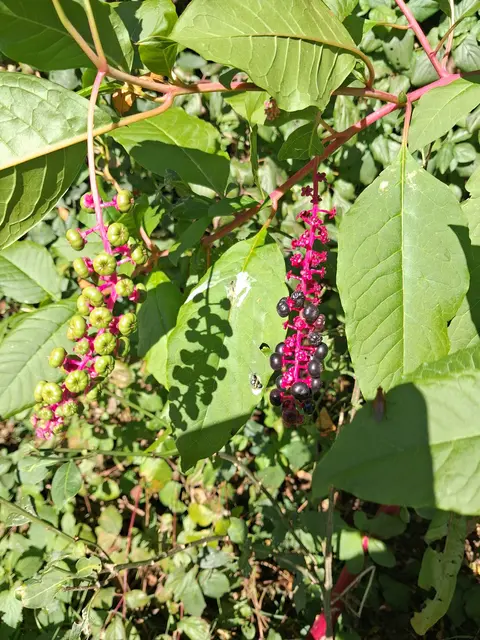 Kermesbeeren - hab ich schon lang nimmer gesehen | Foto: Gold Michaela