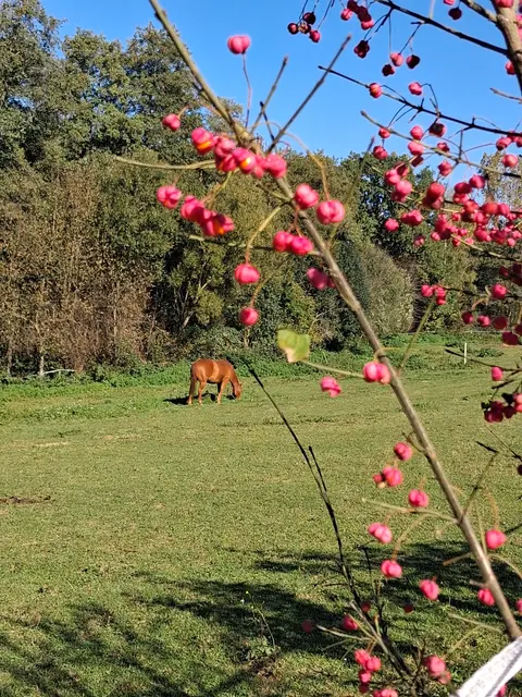 Pferd hinter Pfaffenkapperl in Pferdekoppel | Foto: Gold Michaela