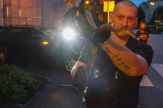 Der Reptilienexperte bei der Welser Feuerwehr holte diesen ungebetenen Gast aus einem Auto in Wels. | Foto: laumat.at