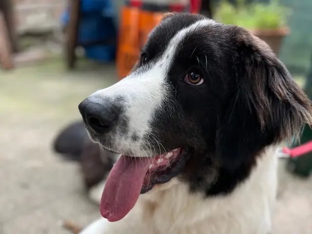 Zuhause gefunden. Ende gut, alles gut. | Foto: Gesa Buzanich