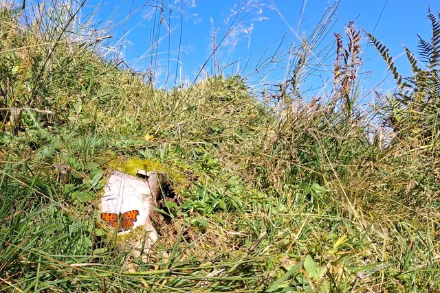 ...der C-Falter genießt auch die Sonne.