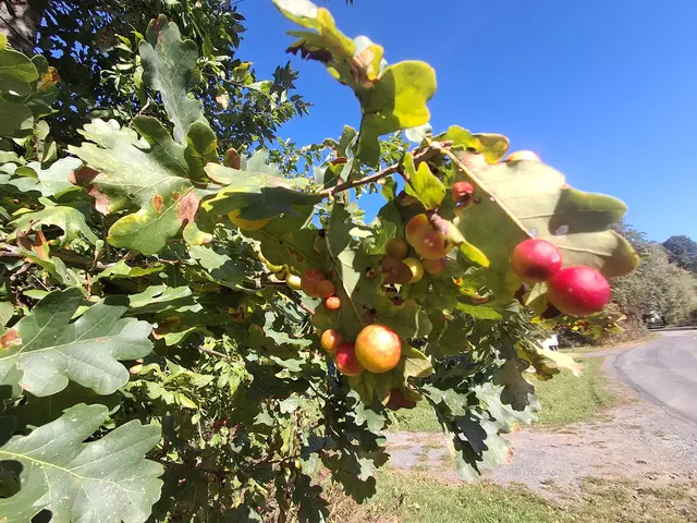 Viele Gallen an der Eichenblattunterseite von Eichengallwespe in verschiedenen Färbungen  | Foto: Gold Michaela