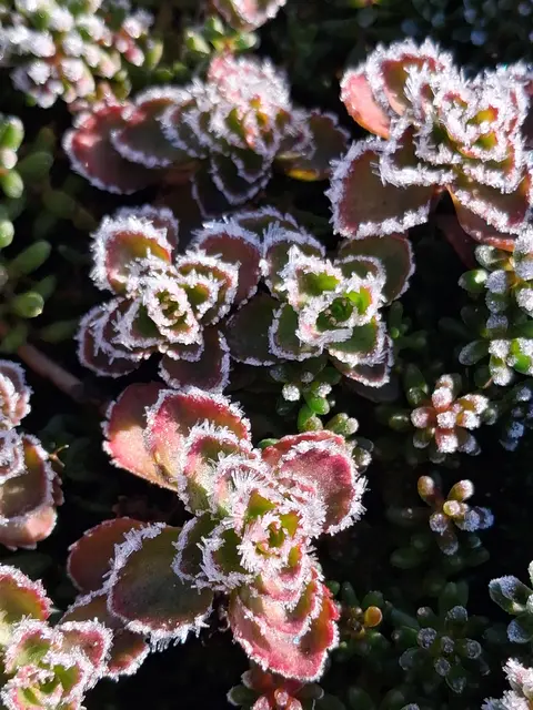 An schattigen Plätzchen kann man noch den ersten Frost an den Pflanzen erkennen | Foto: Gold Michaela