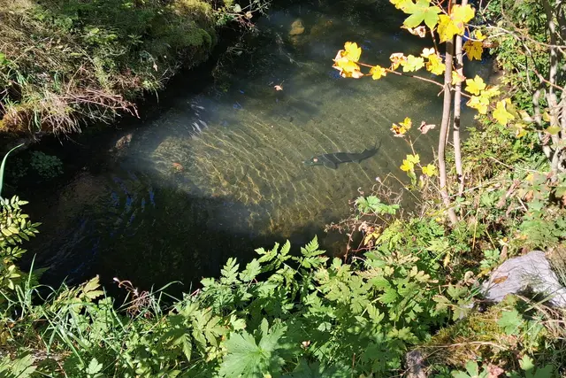 ...schau genau und du siehst einen ?...haha