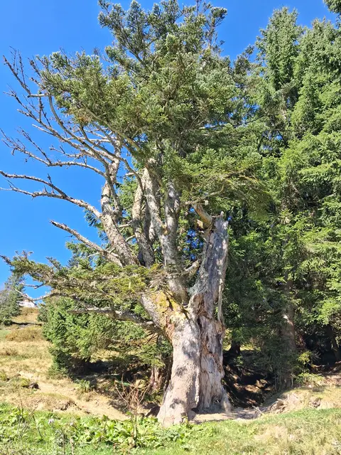 ..wie lange noch hält dieser knorrige Baum durch,
 frag ich mich schon Jahre. 
Es steht nur mehr eine dünne "Baumwand".