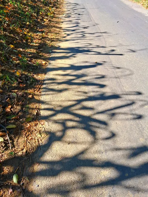 Gugarizschatten | Foto: Gold Michaela