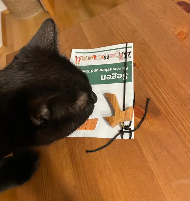 Katzen bekamen ihr Geschenk zu Hause