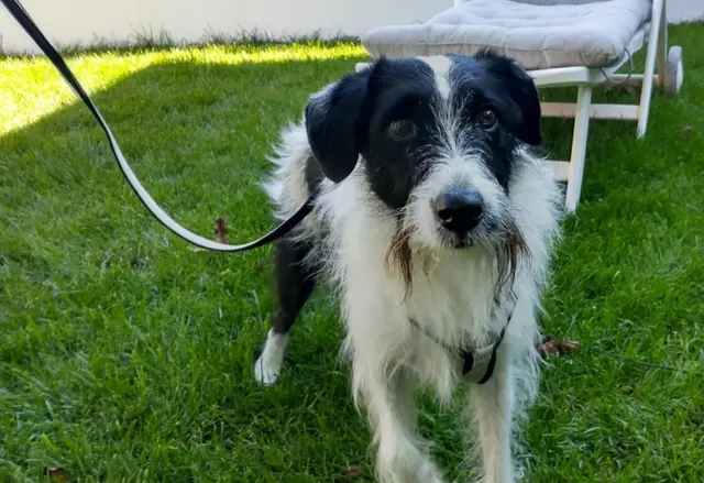 Wenn er erzählen könnte. | Foto: Gesa Buzanich