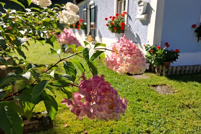 Als Abschied gibt es noch eine sonnendurchflutete Rispenhortensie.
DANKE🤗
Habt ALLE ein freudige WE