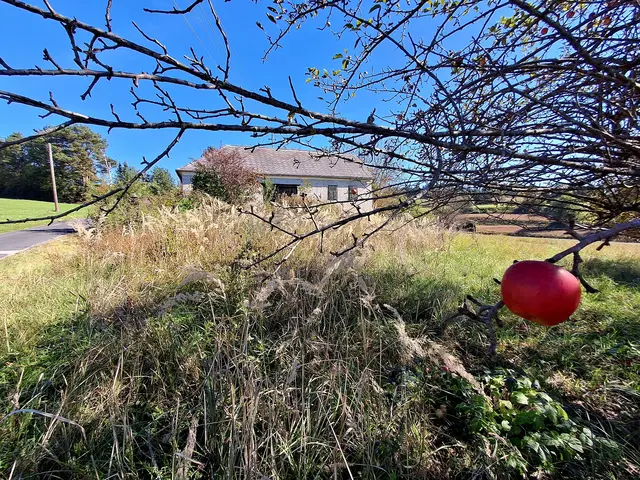 ...  verlassenes Haus. Den Apfel hab ich genüsslich verspeist | Foto: Gold Michaela