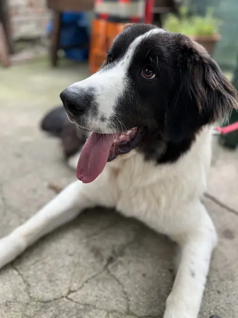 Zuhause gefunden. Ende gut, alles gut. | Foto: Gesa Buzanich