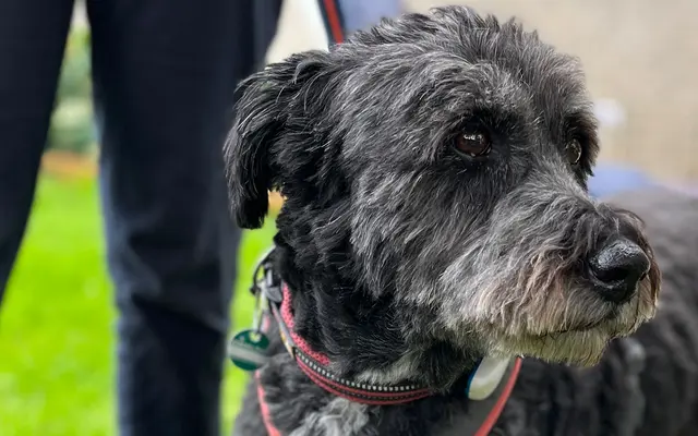 Hübsches Kerlchen mit neuem Zuhause dank Mentor4dogs | Foto: Gesa Buzanich