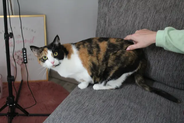 Eine der Katzen, die der Verein derzeit betreut.