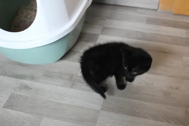 Eine der Katzen, die der Verein derzeit betreut.