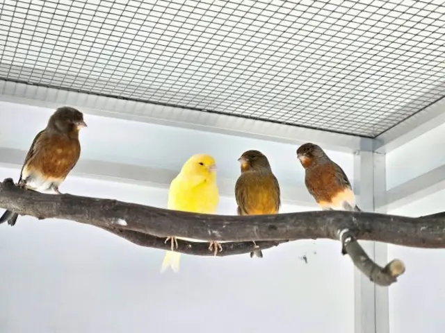 Für die Vereinbarung eines Kennenlern-Termins bitte gerne im Tierheim melden. | Foto: TSV