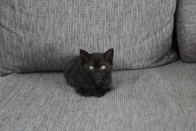 Eine der Katzen, die der Verein derzeit betreut.