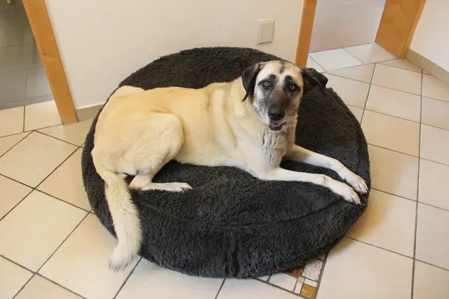 Vereinsmitglied Jennifer hat ihre Hündin aus dem Tierheim adoptiert. 