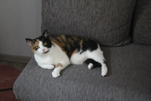 Eine der Katzen, die der Verein derzeit betreut.