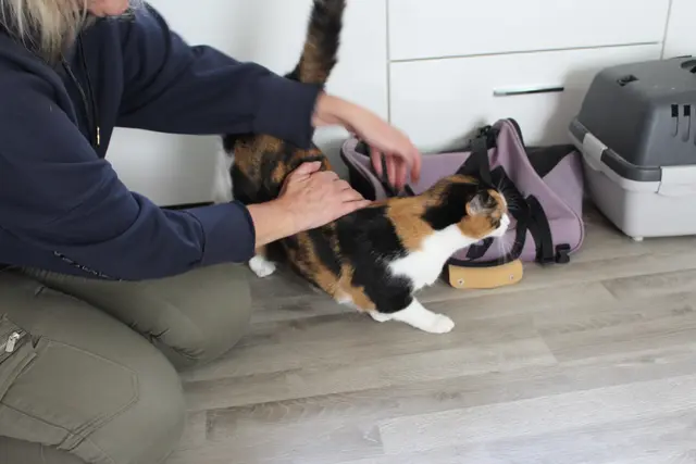 Eine der Katzen, die der Verein derzeit betreut.