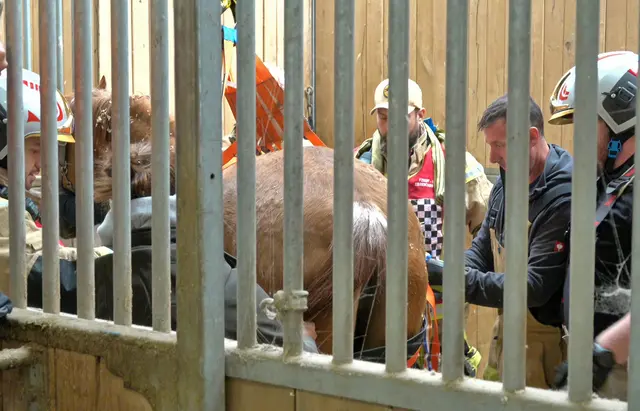 Einsatz im Stall. | Foto: BFKDO Baden / Stefan Schneider