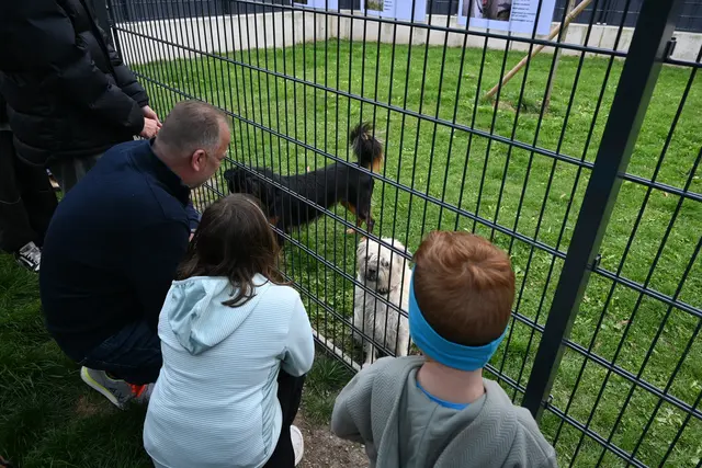Die Hunde zeigten sich von ihrer besten Seite. | Foto: Königer