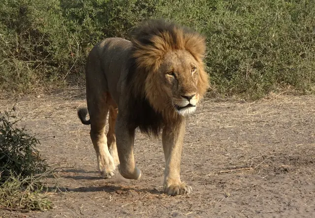 Dieser Bursche spaziert nur wenige Meter an uns vorbei.