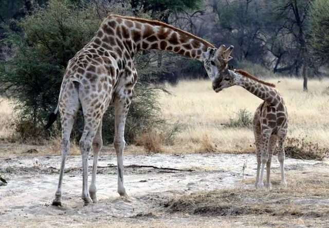 Mutter-Kind-Liebe!
Foto: Tina Hagenauer